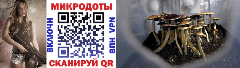 наркота  Заинск  Псилоцибиновые грибы Psilocybe 
